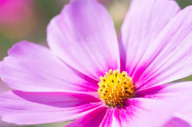 sevimli pembe cosmos çiçek