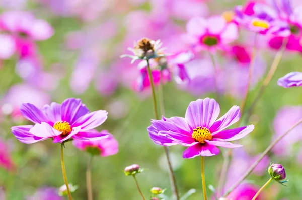 Różowy Cosmos kwiat ogród — Zdjęcie stockowe