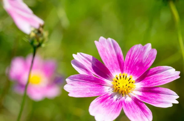 Cute pink cosmos flowers — Stock Photo, Image
