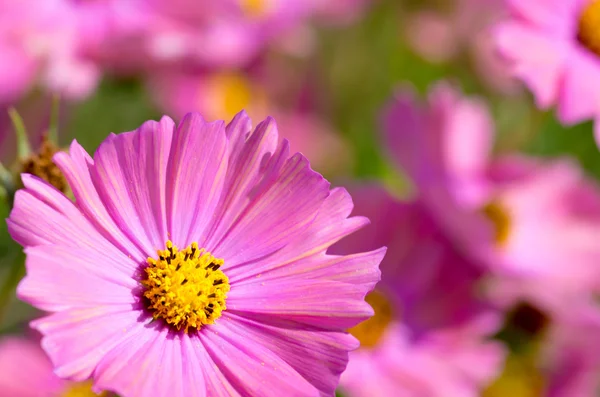 Cute pink cosmos flower — Stock Photo, Image