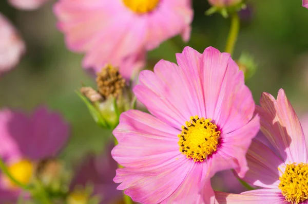 Cute pink cosmos flower — Stock Photo, Image