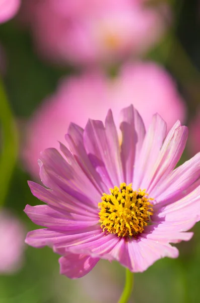 Mignon rose cosmos fleurs — Photo