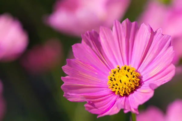 Sevimli pembe kozmos çiçekleri — Stok fotoğraf