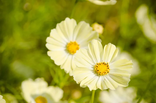 Fleurs cosmos blanches et jaunes — Photo