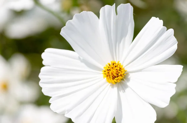 Jardin fleuri cosmos blanc — Photo