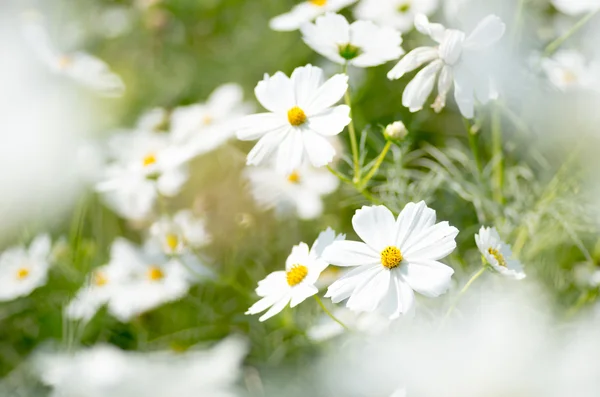 Beyaz cosmos Çiçek Bahçesi — Stok fotoğraf