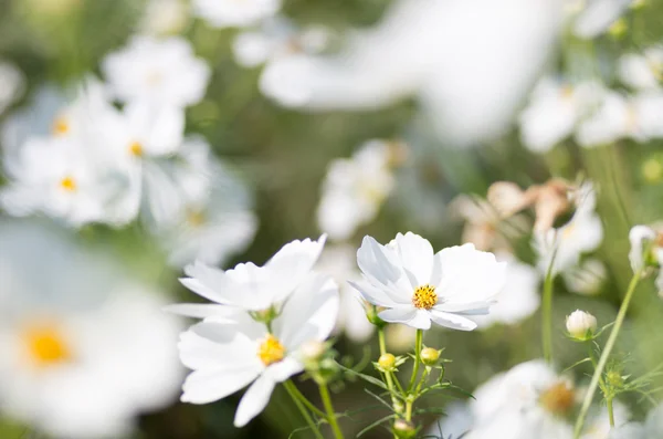 Weißer Kosmos Blumengarten — Stockfoto