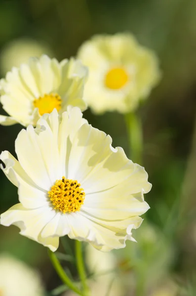 Vita och gula kosmos blommor — Stockfoto