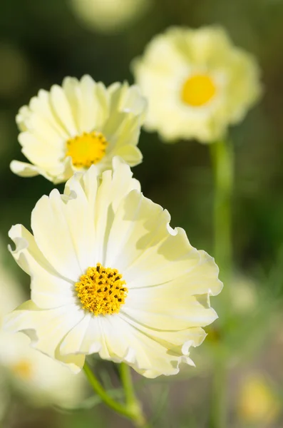 Brisk yellow cosmos flowers — Stock Photo, Image