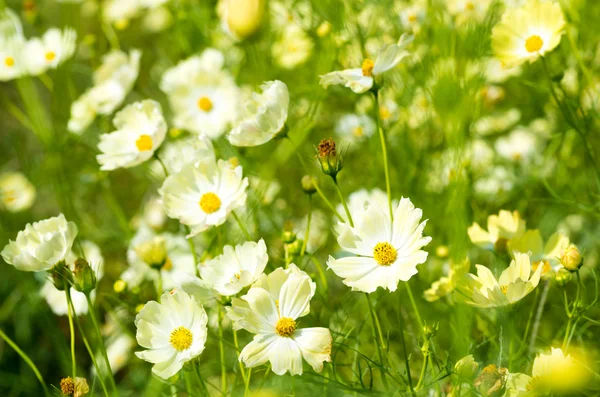 Beyaz ve sarı kozmos çiçekleri — Stok fotoğraf