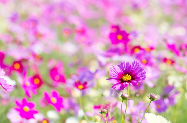 Pembe Kozmos çiçek bahçesi Telifsiz Stok Fotoğraflar