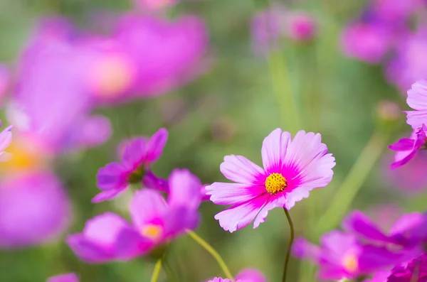 Cute pink cosmos flower Stock Photo