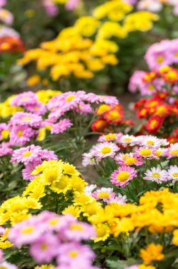 renkli kasımpatı çiçekleri