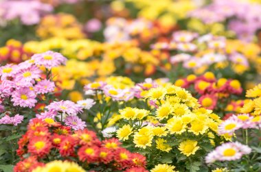 renkli kasımpatı çiçekleri