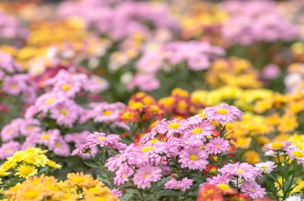 Coloridas flores de crisantemo —  Fotos de Stock