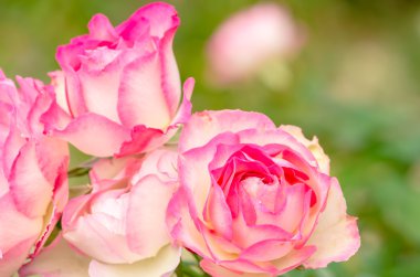 sevimli pembe Gül çiçek