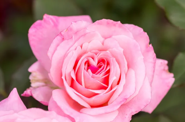 Niedliche rosa Rose Blume — Stockfoto