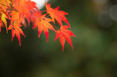 turuncu ve kırmızı akçaağaç yaprağı