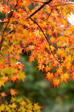 birçok renkli portakal akçaağaç yaprakları