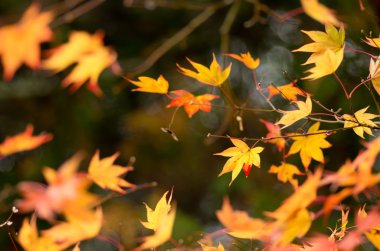 birçok renkli portakal akçaağaç yaprakları