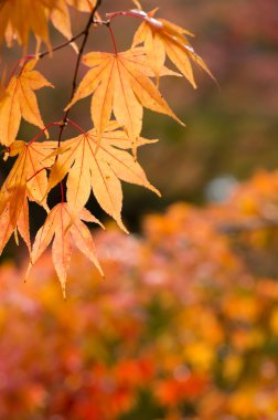 birçok renkli portakal akçaağaç yaprakları