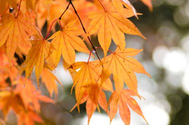 birçok renkli portakal akçaağaç yaprakları