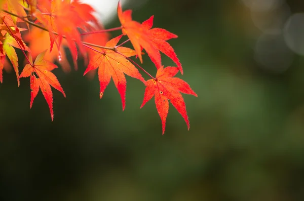 turuncu ve kırmızı akçaağaç yaprağı