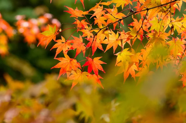 birçok renkli portakal akçaağaç yaprakları