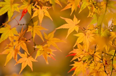birçok renkli portakal akçaağaç yaprakları