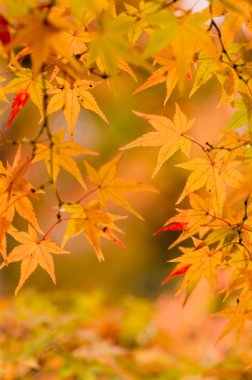 birçok renkli portakal akçaağaç yaprakları