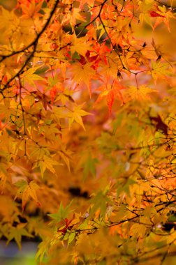 birçok renkli portakal akçaağaç yaprakları