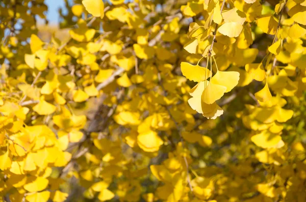 Hojas de ginkgo amarillo vivo — Foto de Stock