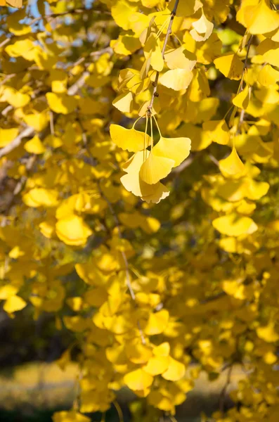 Élénk sárga ginkgó levele — Stock Fotó