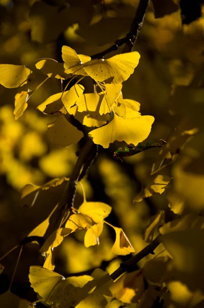 Hojas de ginkgo amarillo vivo — Foto de Stock