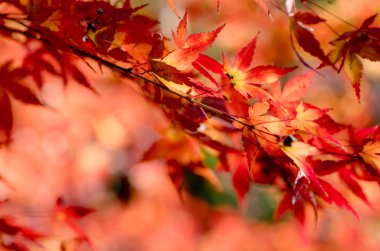canlı turuncu akçaağaç yaprakları