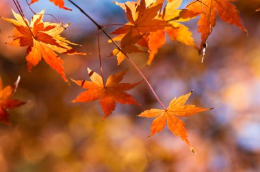 canlı turuncu akçaağaç yaprakları