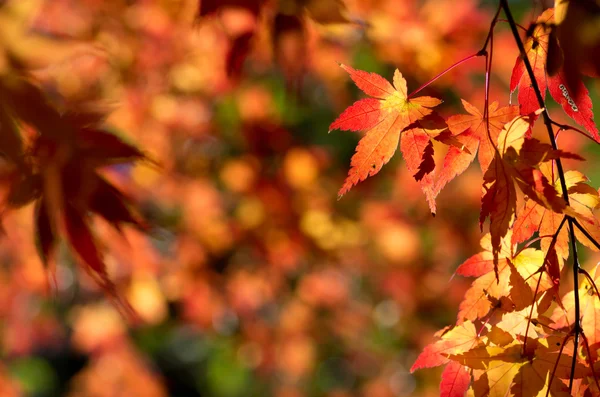 canlı turuncu akçaağaç yaprakları