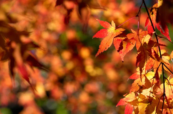 Vivid orange maple leaves Royalty Free Stock Photos