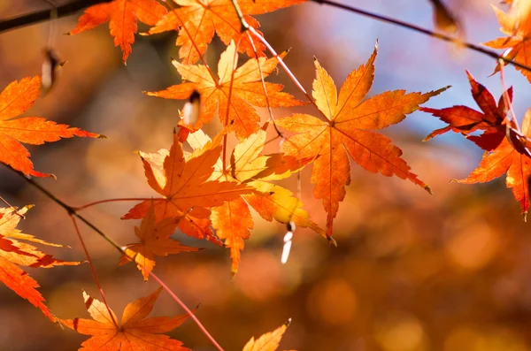 Vivid orange maple leaves Stock Image