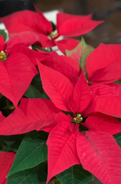 canlı kırmızı Atatürk çiçeği