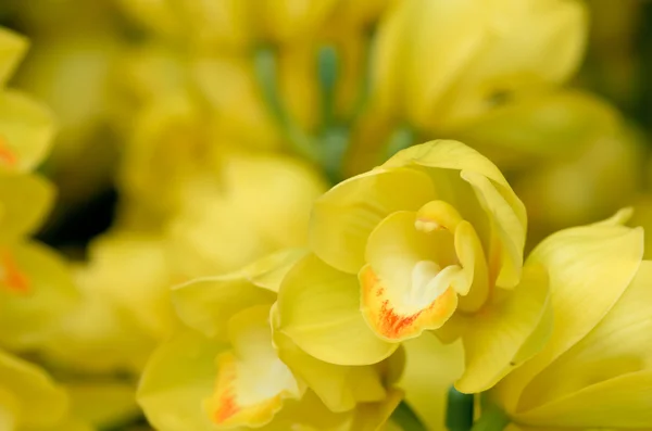 Viele gelbe Orchideenblüten — Stockfoto