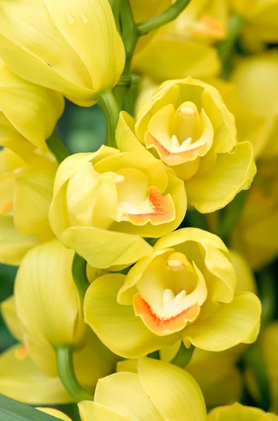 Muitas flores amarelas da orquídea — Fotografia de Stock