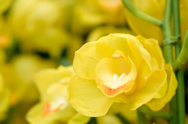 Många gula orkidé blommor — Stockfoto