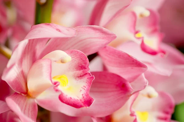 Viele rosa Orchideenblüten — Stockfoto
