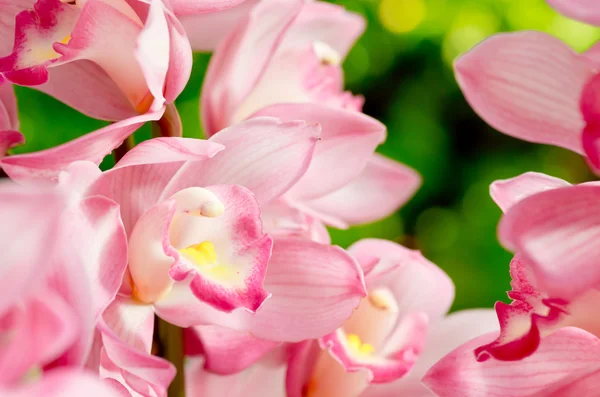 Många pink orchid blommor — Stockfoto