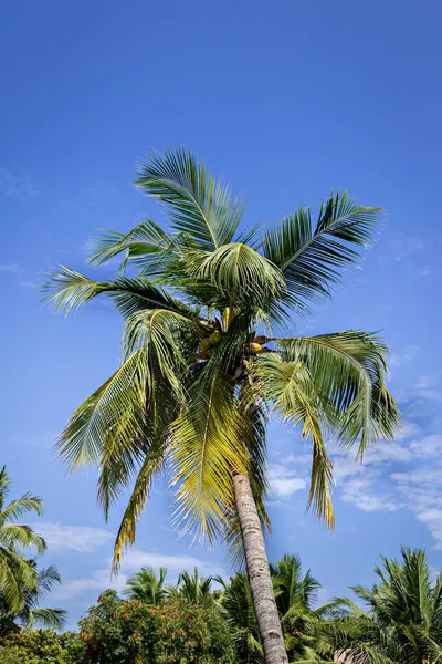 Kokosnötter Ett Ensamt Träd Med Vacker Klarblå Himmel Bakgrund — Stockfoto