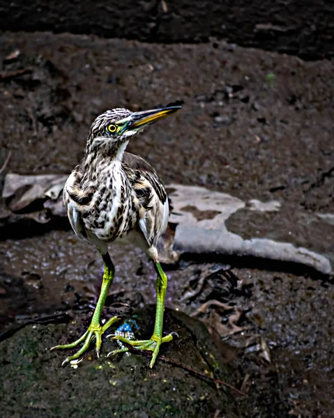 Imagem Close Pond Heron Marrom Ardeola Pássaro Perto Corpo Água — Fotografia de Stock