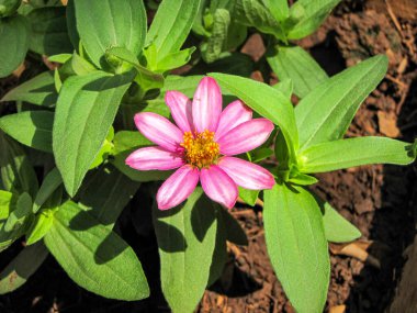 Doğal yeşil yapraklı Pembe Zinnia Aungustifolia çiçeği.