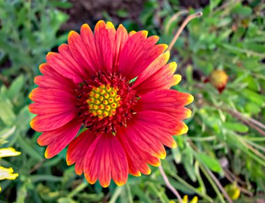 Koyu turuncu, Hint battaniyesi (Gaillardia pulchella) yeşil yapraklı çiçek