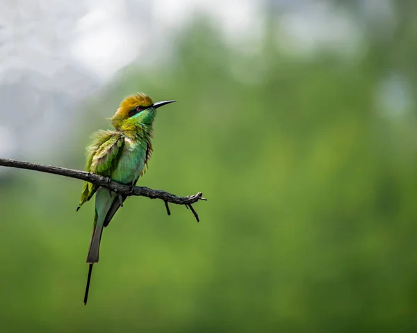 Imagem Isolada Pássaro Comedor Abelhas Verdes Merops Orientalis Sentado Galho — Fotografia de Stock